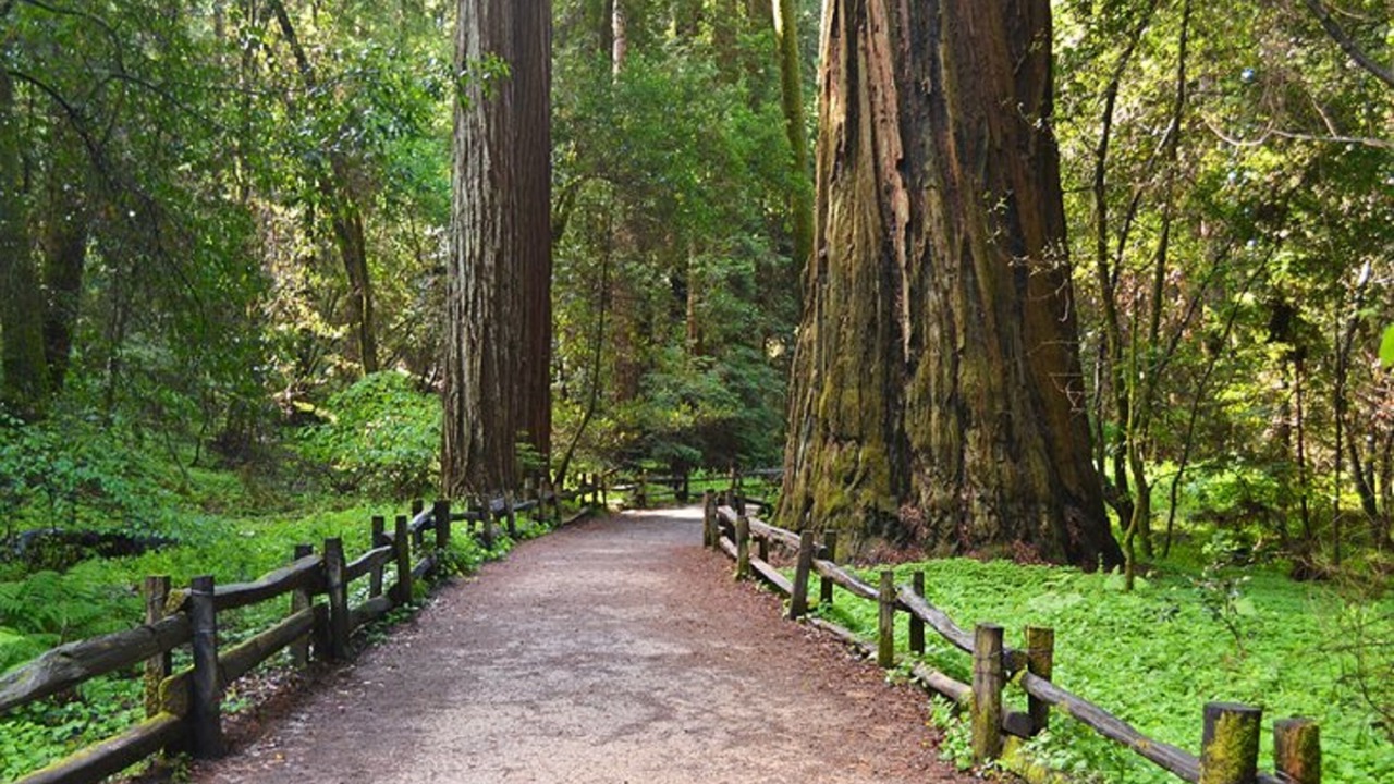 Photo of Outdoor in Capitola