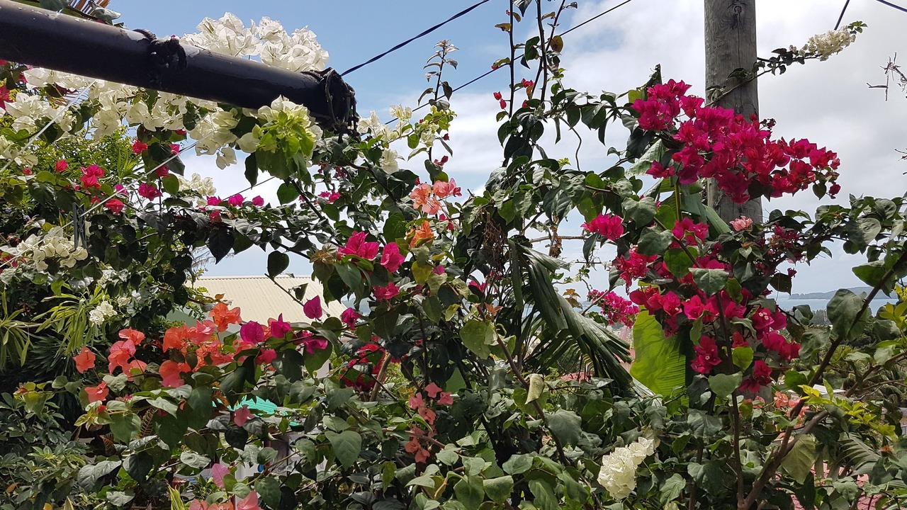 Photo of Outdoor in Anse Etoile