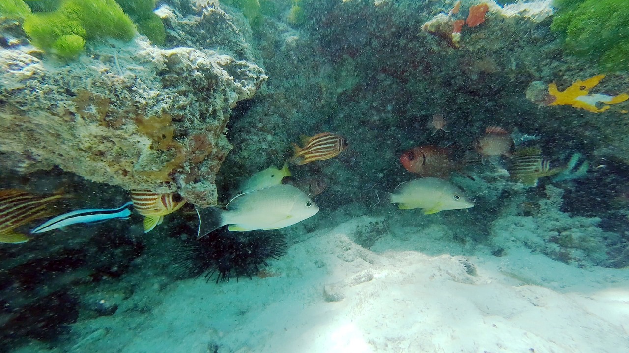 Photo of Others in Silhouette Island