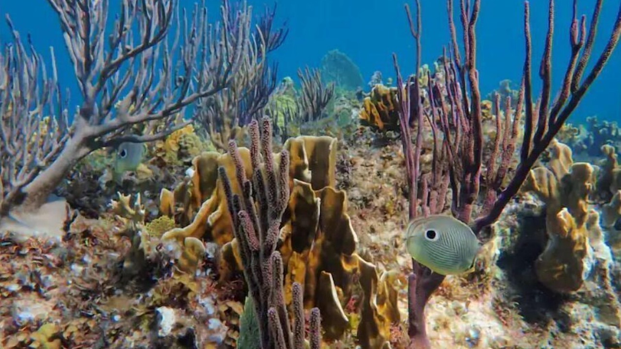Photo of Others in Providenciales