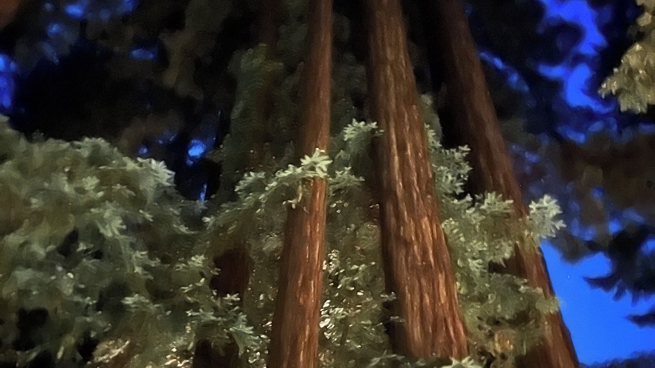 Photo of Others in Soquel