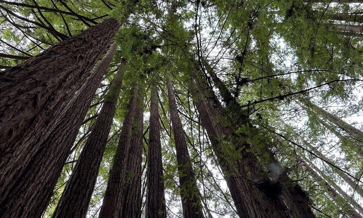 Photo of Others in Aptos
