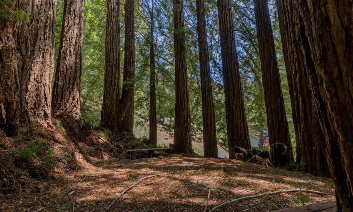 Photo of Others in Scotts Valley
