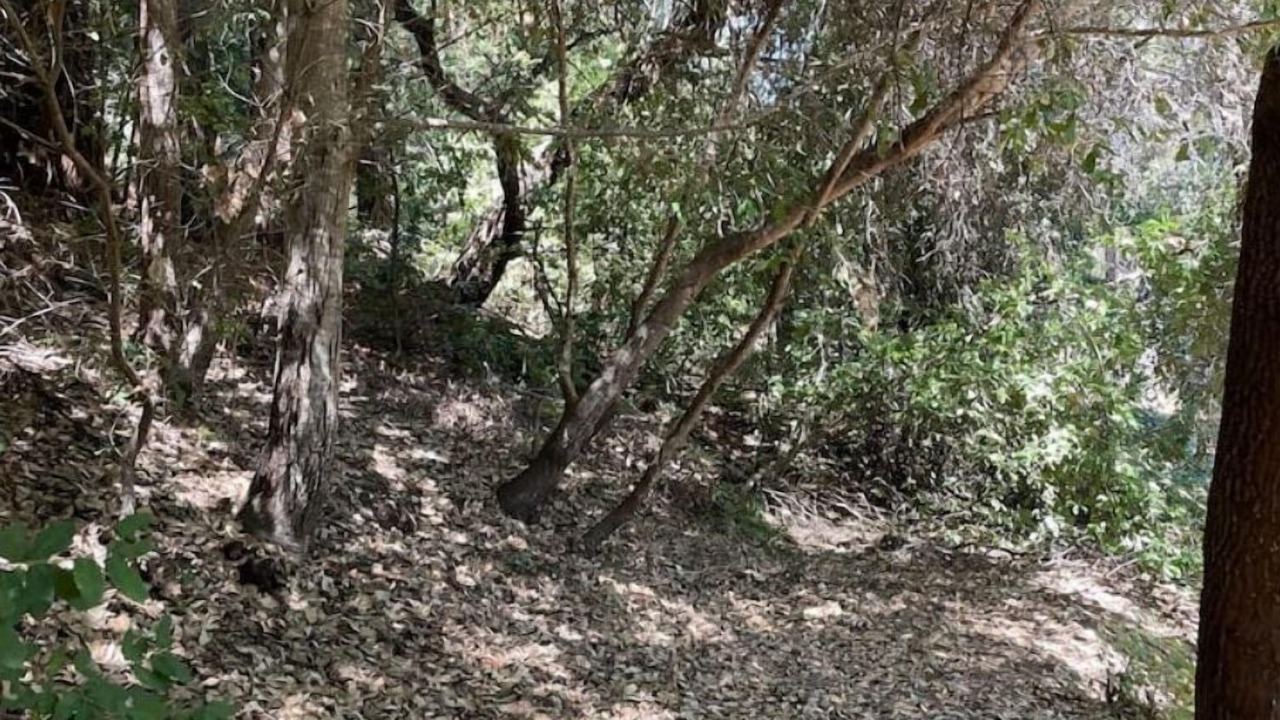 Photo of Outdoor in Boulder Creek