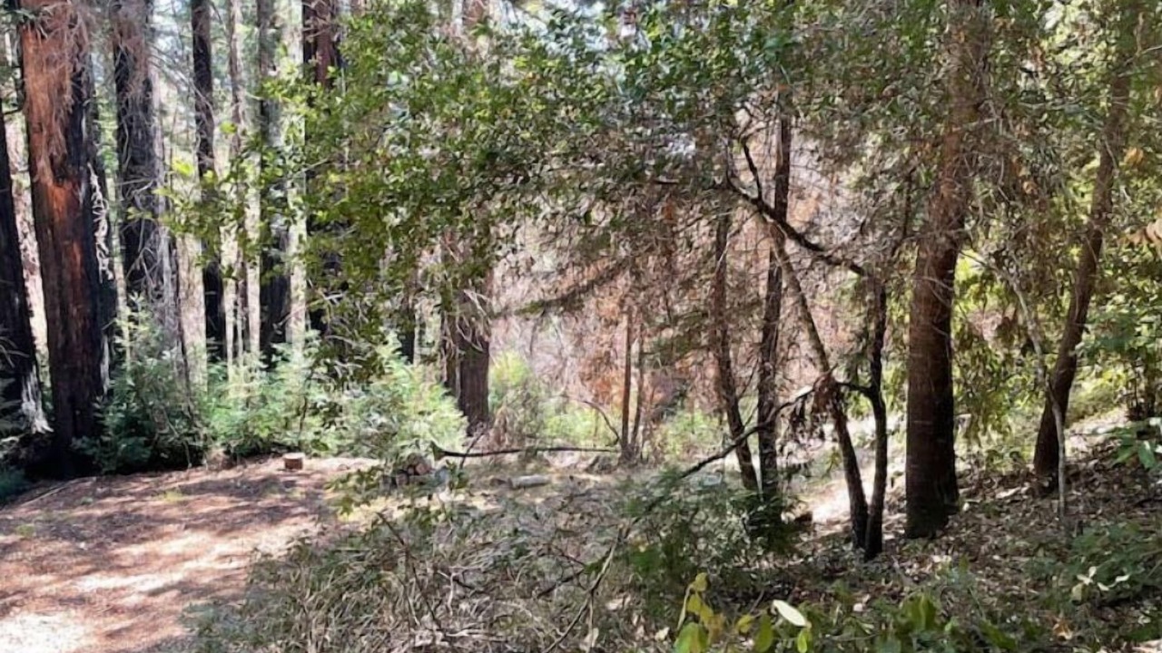 Photo of Outdoor in Boulder Creek
