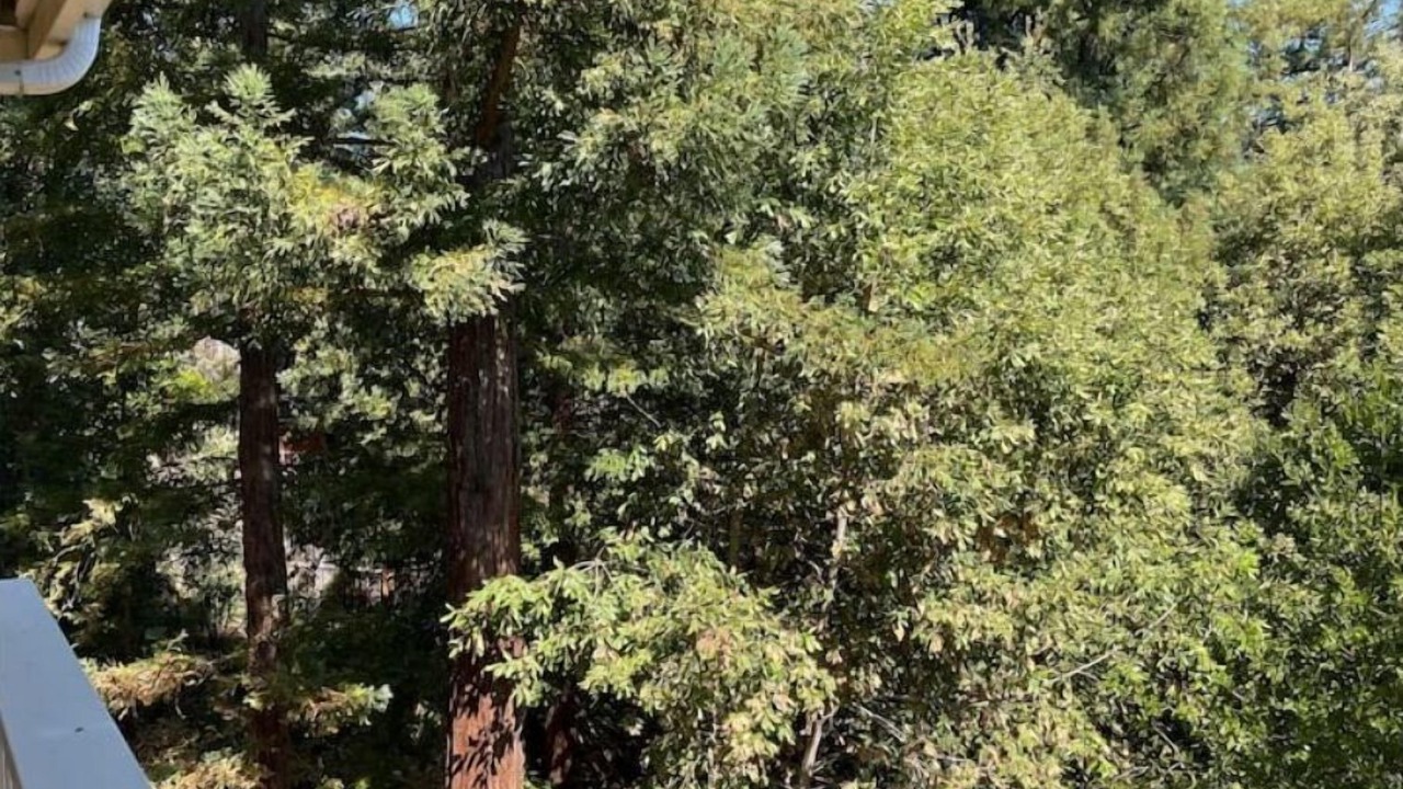 Photo of Outdoor in Boulder Creek