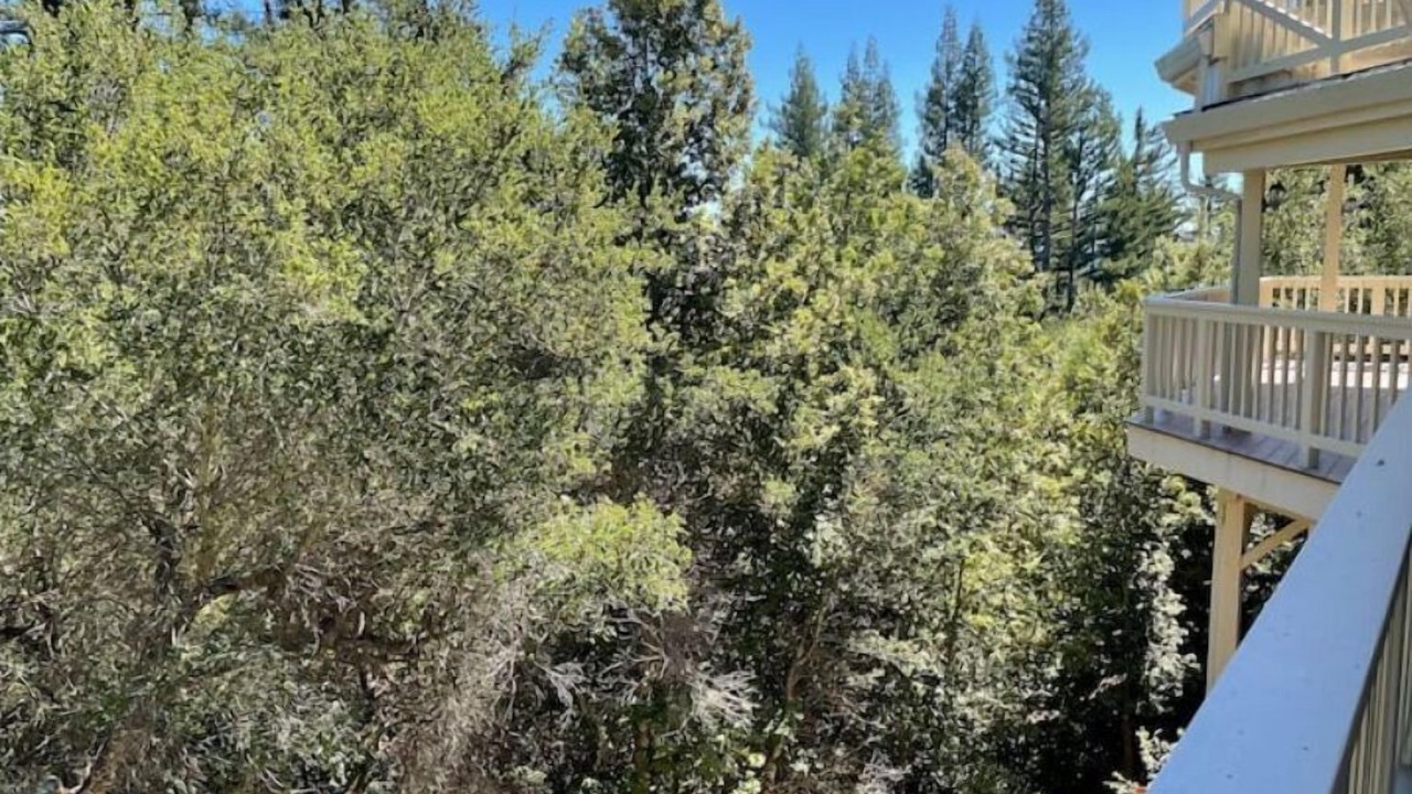Photo of Outdoor in Boulder Creek