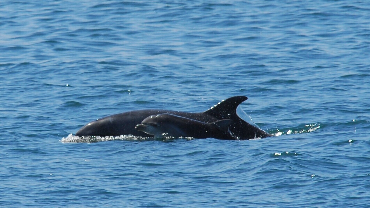Photo of Others in Pajaro Dunes