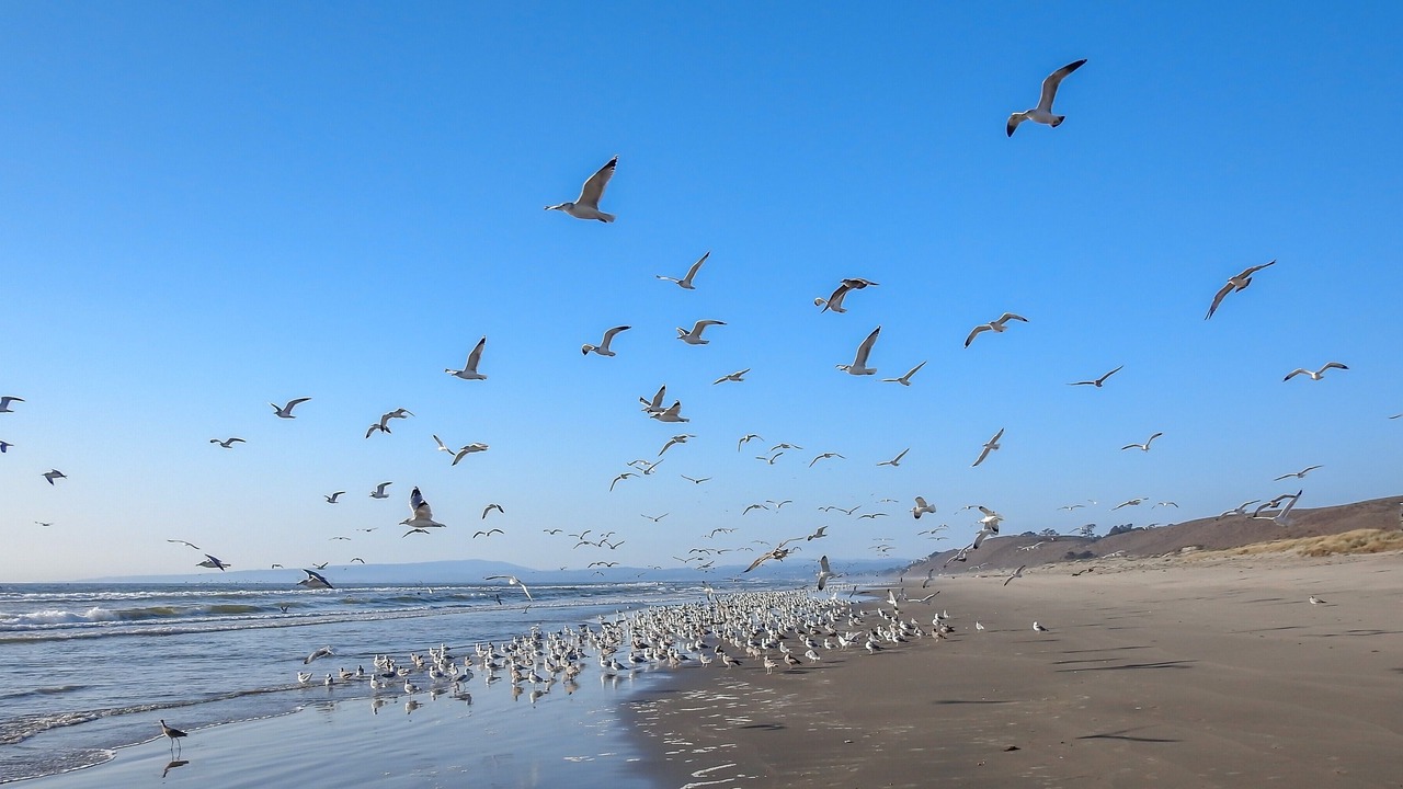 Photo of Others in Pajaro Dunes