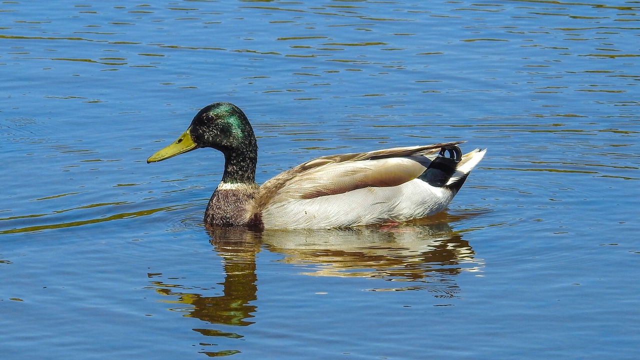 Photo of Others in Pajaro Dunes