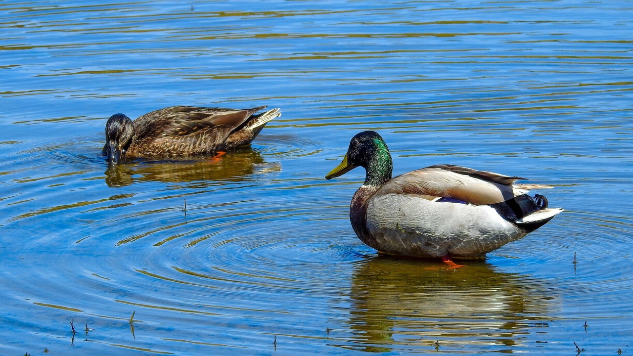 Photo of Others in Pajaro Dunes