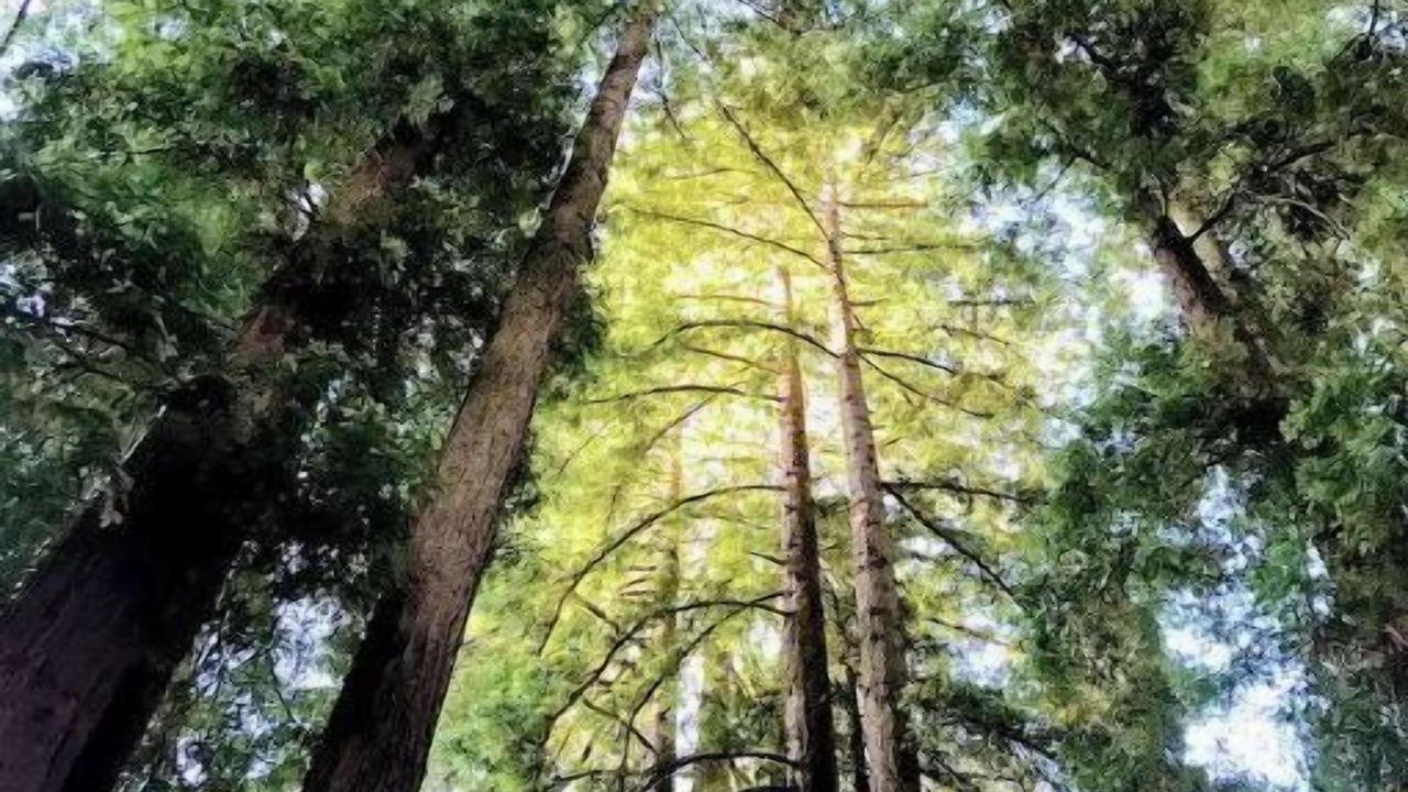 Photo of Others in Soquel