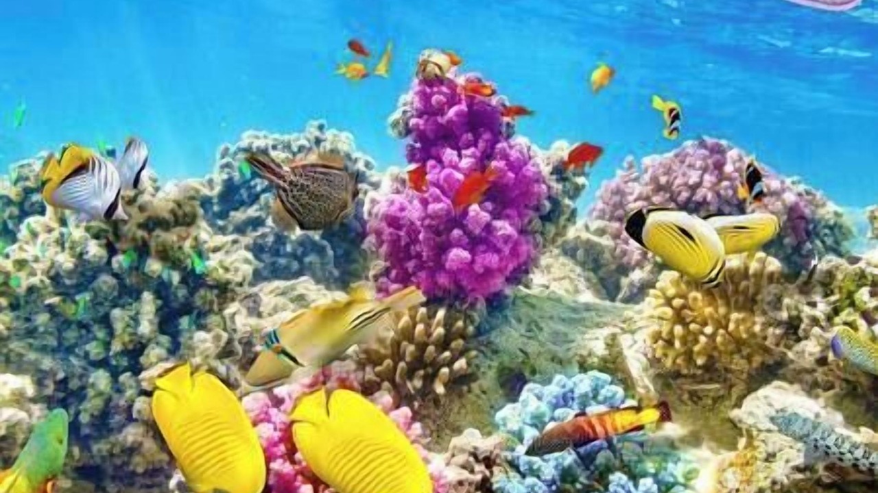 Photo of Others in The Bight