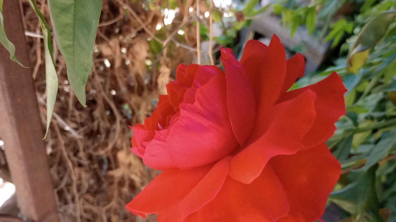 Photo of Outdoor in Capitola