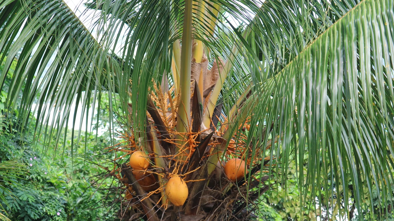 Photo of Outdoor in Anse La Mouche