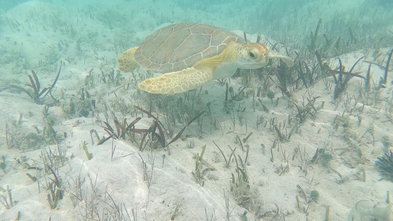 Photo of Outdoor in Long Bay