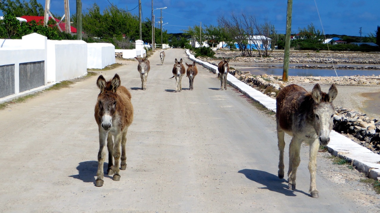 Photo of Others in Balfour Town