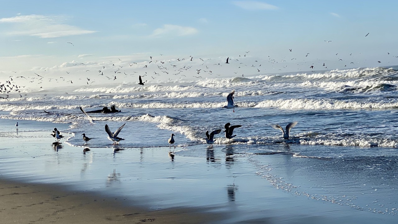 Photo of Others in Pajaro Dunes