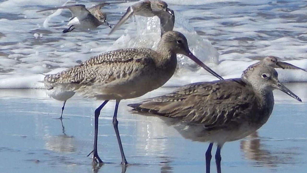 Photo of Others in Pajaro Dunes