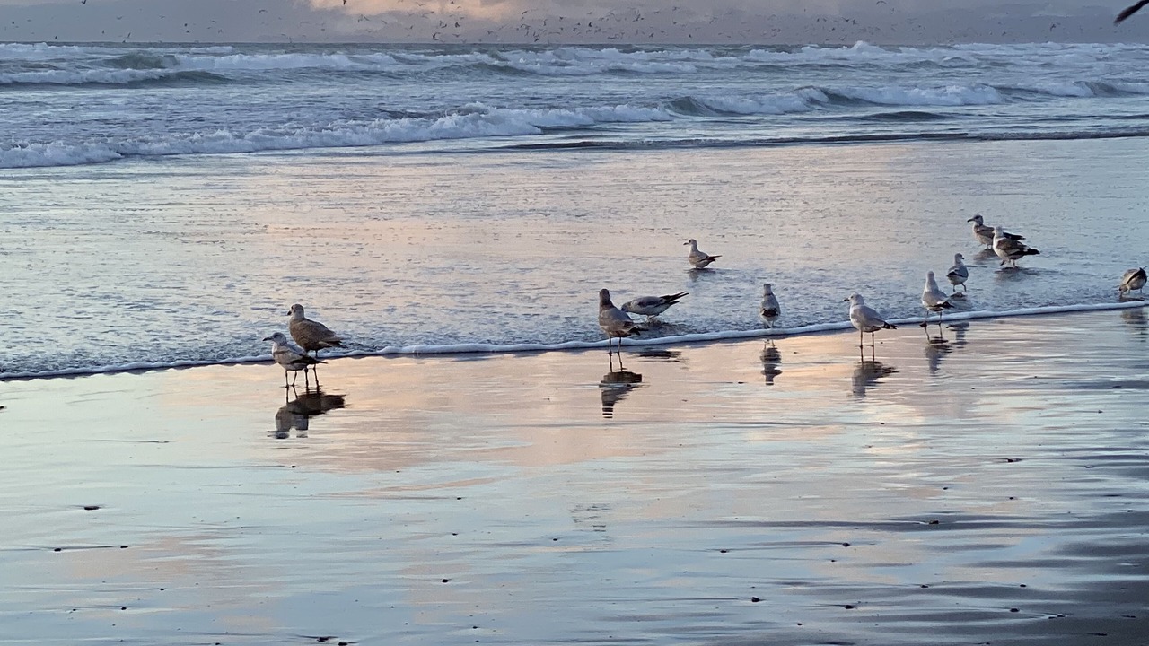 Photo of Others in Pajaro Dunes