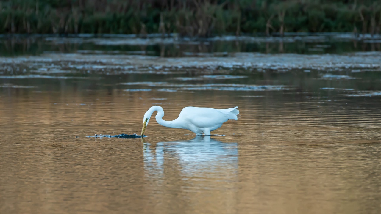 Photo of Others in Pajaro Dunes
