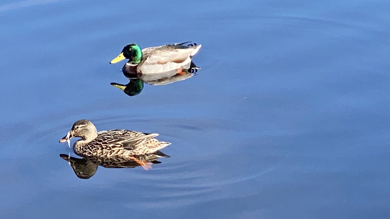 Photo of Others in Pajaro Dunes