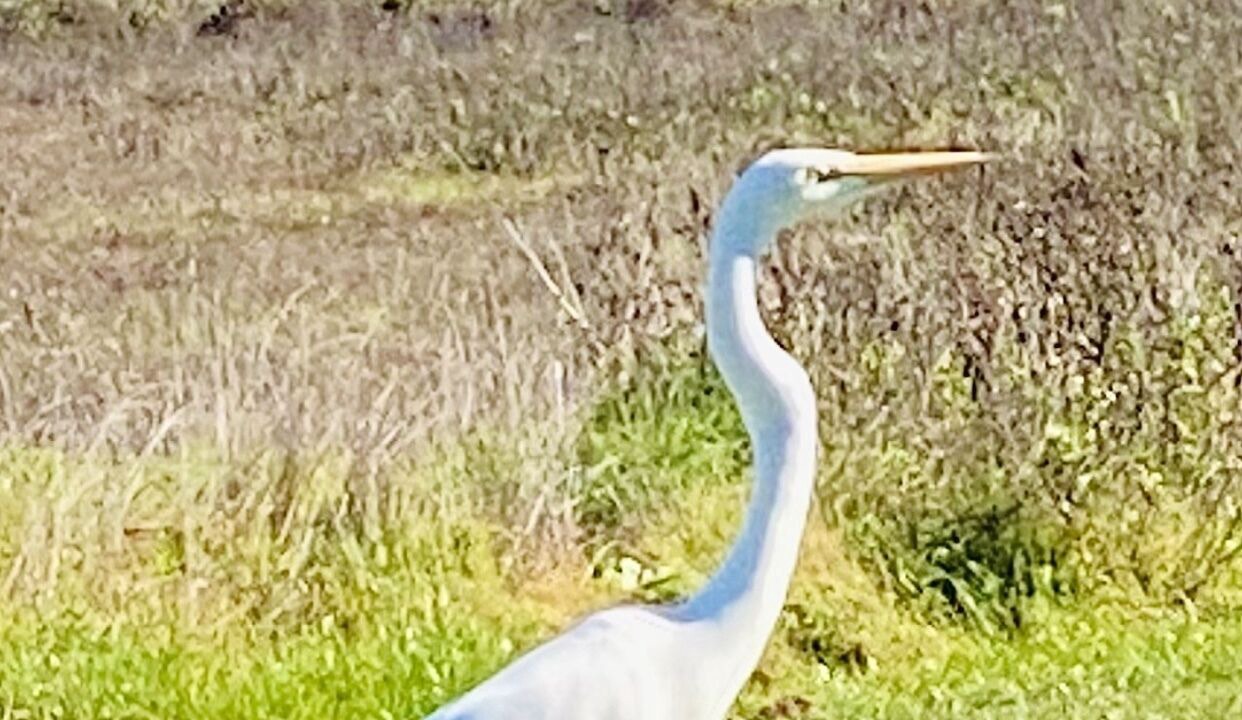 Photo of Outdoor in Pajaro Dunes