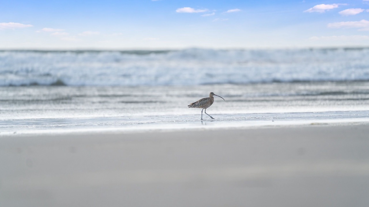 Photo of Others in Pajaro Dunes