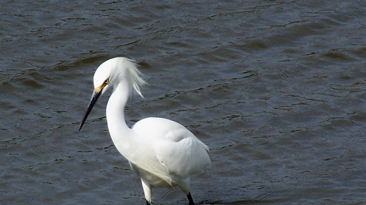 Photo of Others in Pajaro Dunes