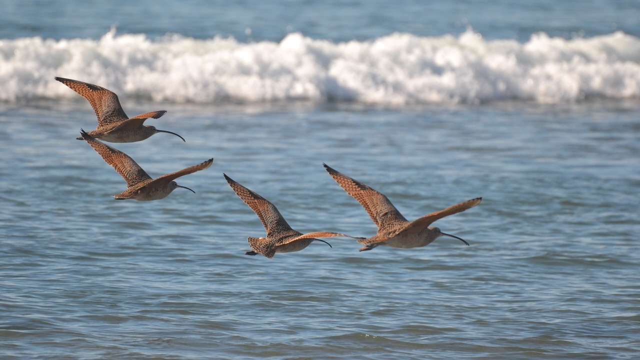 Photo of Others in Pajaro Dunes