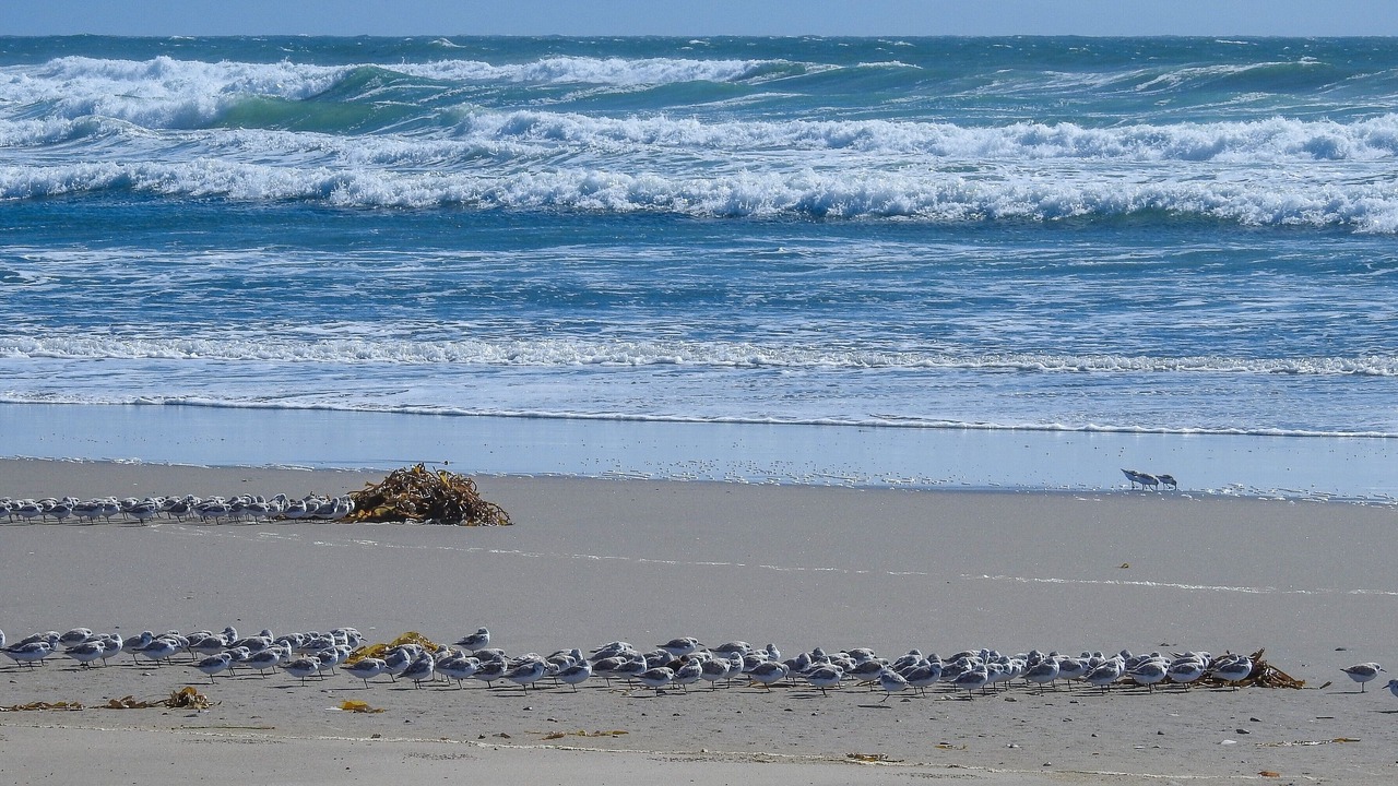 Photo of Others in Pajaro Dunes