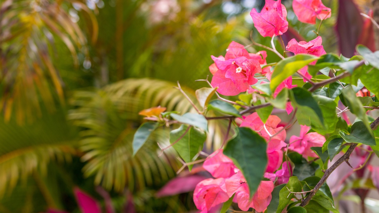 Photo of Outdoor in Anse Royale