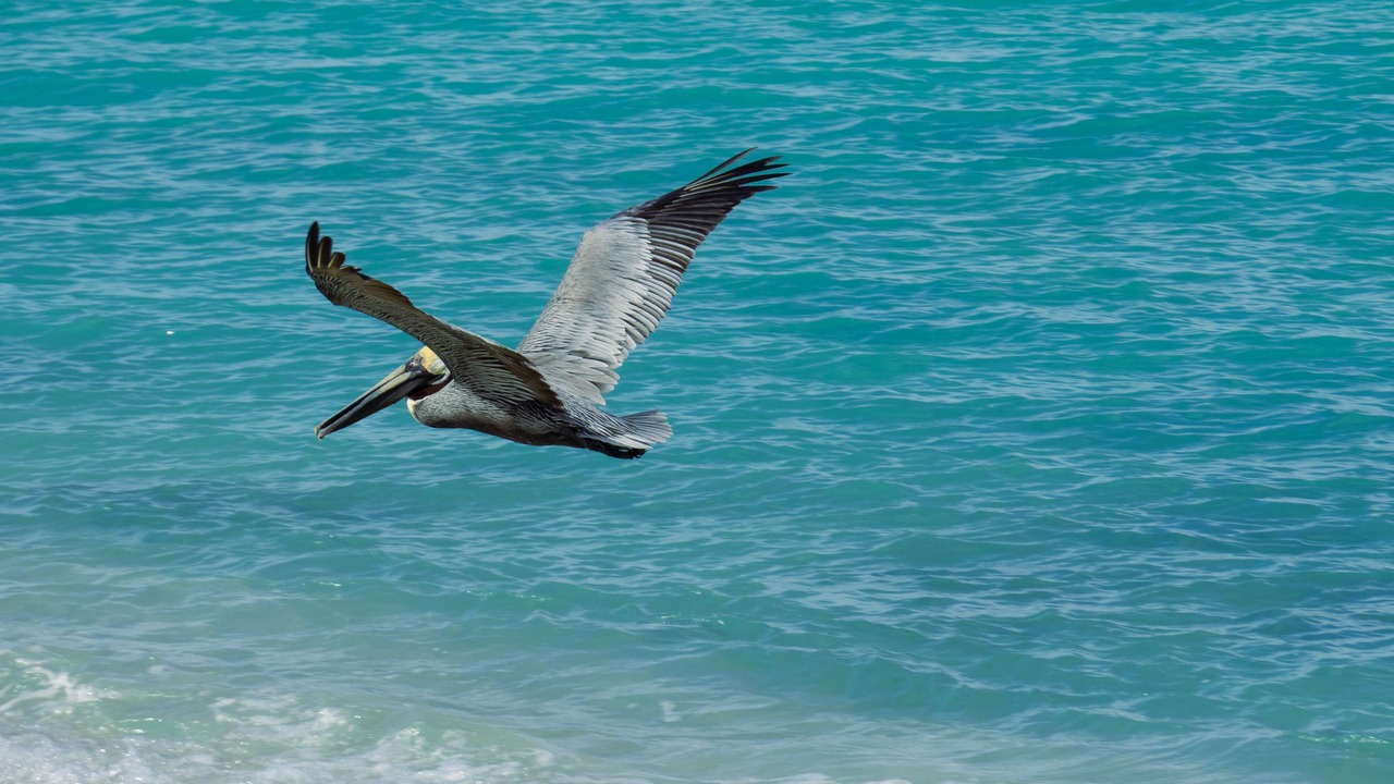 Photo of Others in Providenciales