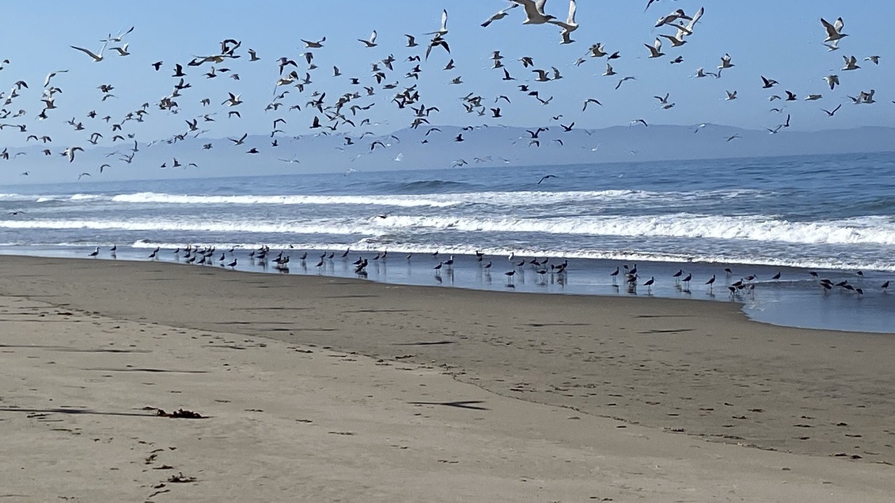 Photo of Others in Pajaro Dunes