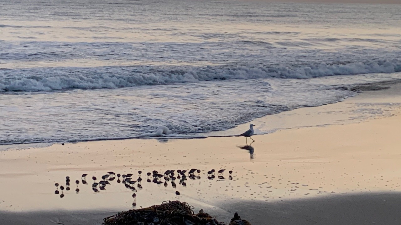 Photo of Others in Rio del Mar