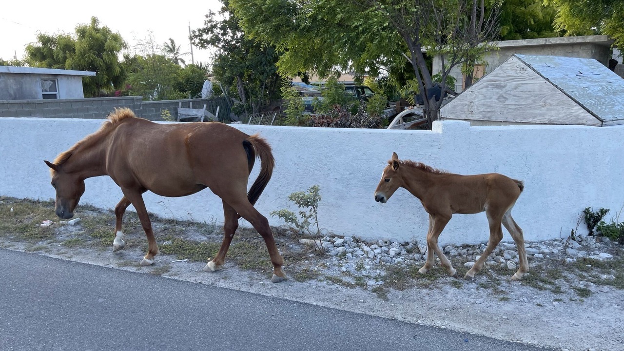 Photo of Outdoor in Cockburn Town