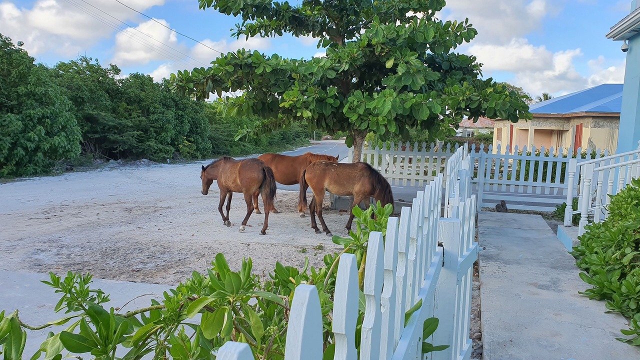 Photo of Outdoor in Cockburn Town
