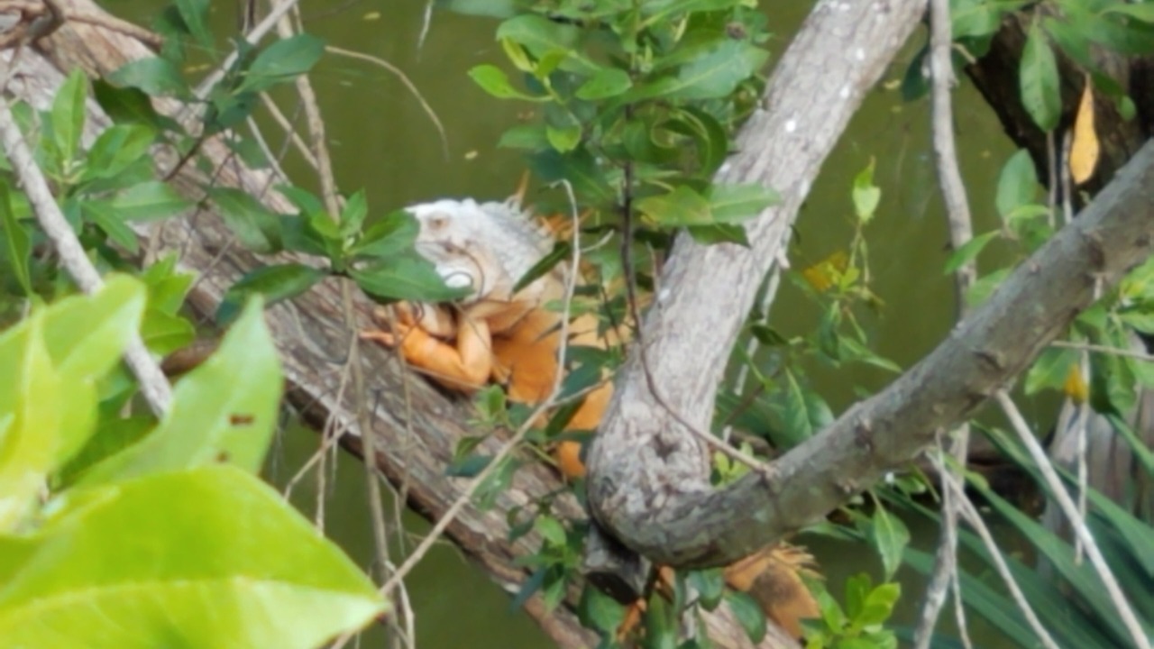 Photo of Others in Villa Juarez
