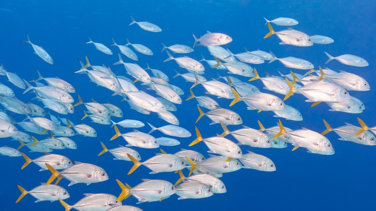 Photo of Others in The Bight