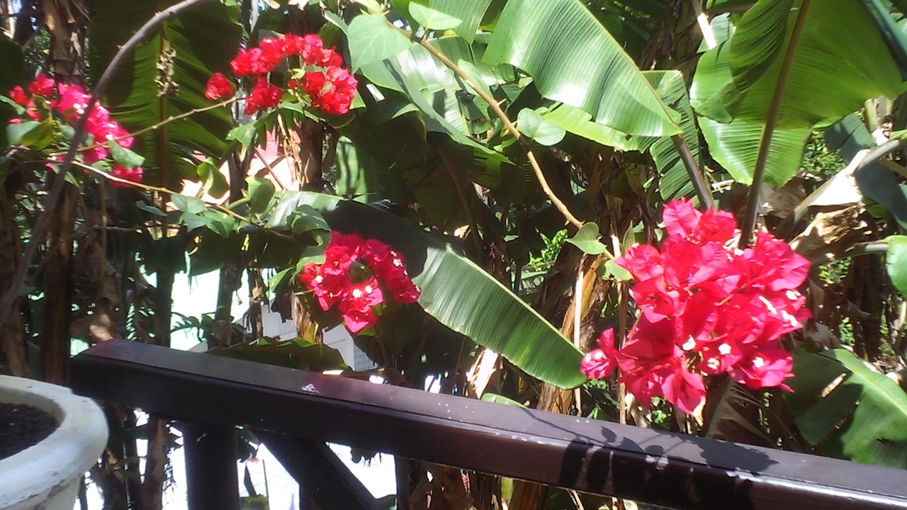 Photo of Outdoor in Anse Etoile
