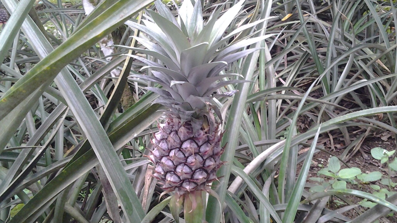 Photo of Outdoor in Mahe Island