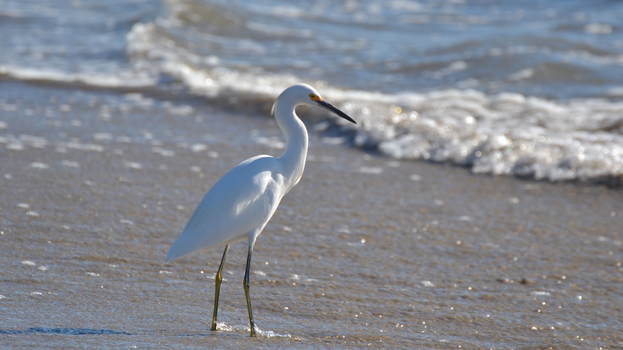Photo of Others in Pajaro Dunes