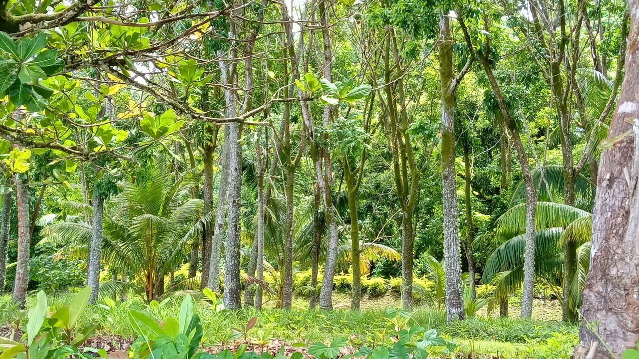 Photo of Outdoor in Taha'a