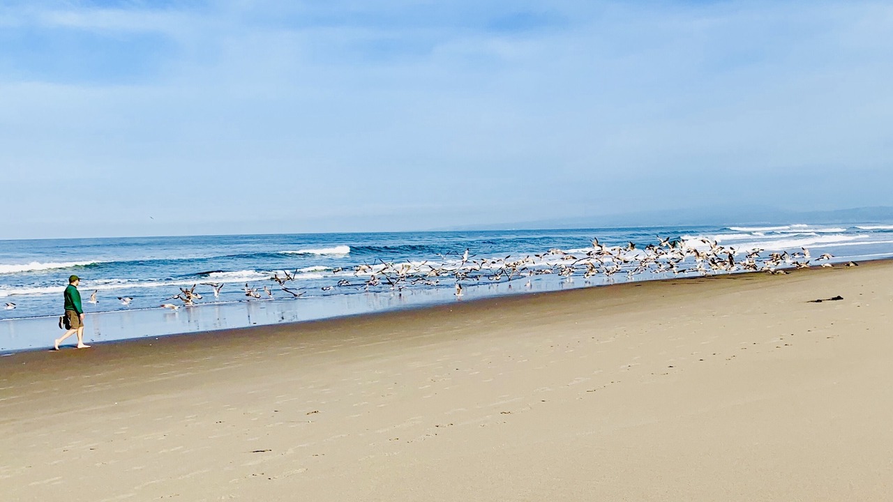 Photo of Others in Pajaro Dunes