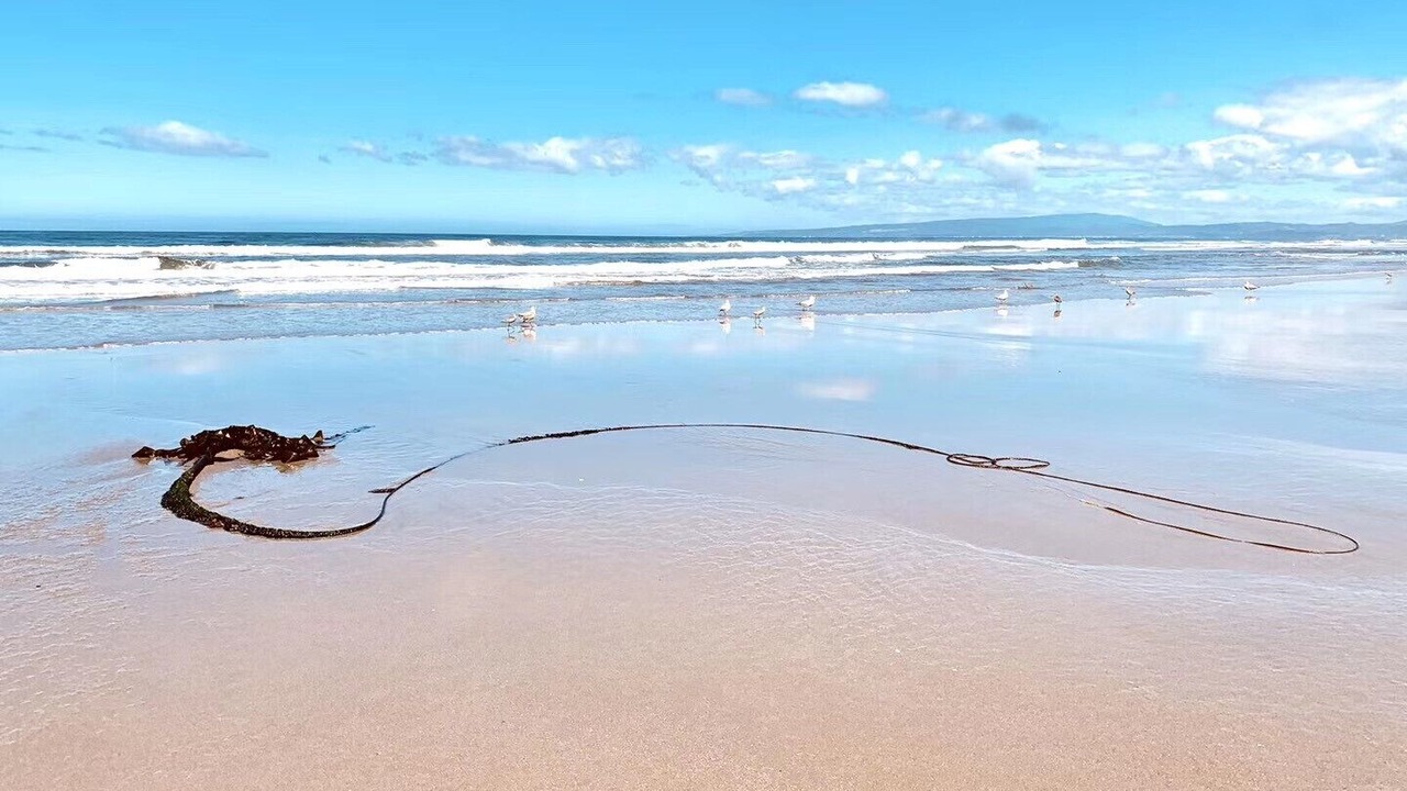 Photo of Others in Pajaro Dunes