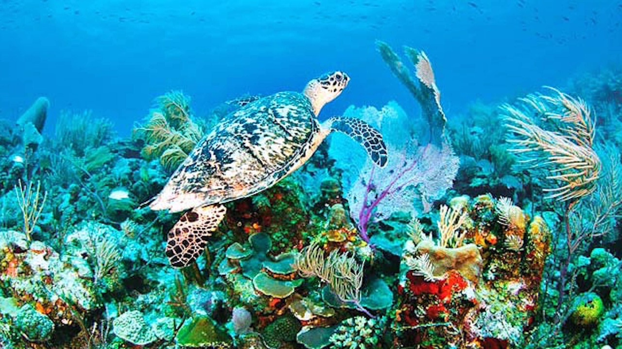 Photo of Others in The Bight