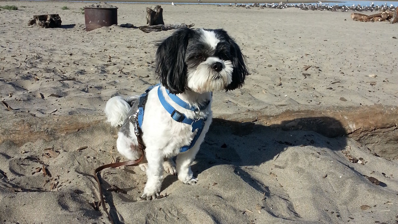 Photo of Others in Rio del Mar