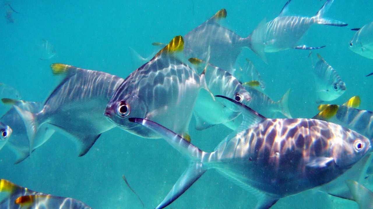 Photo of Outdoor in Cerf Island