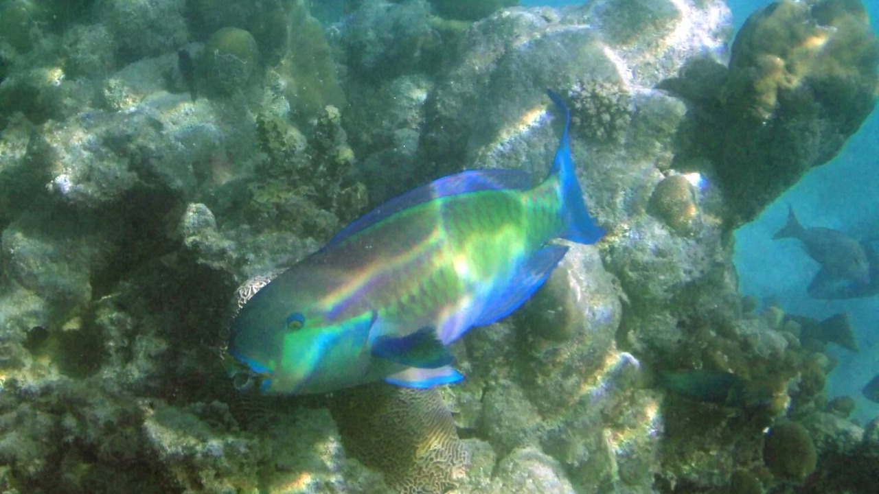 Photo of Others in Cerf Island