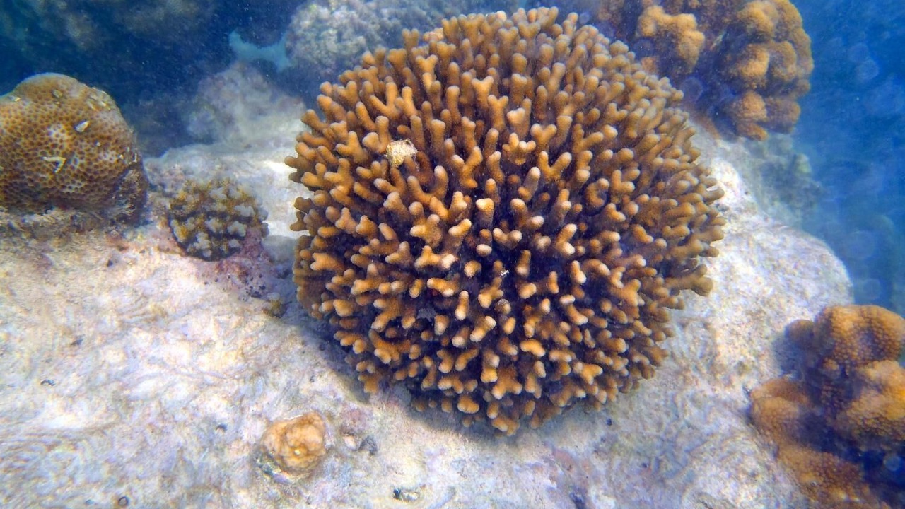 Photo of Others in Cerf Island